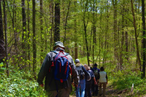 Hikers walking through a green forest.