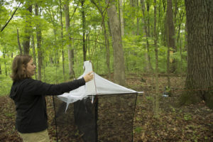 Dr. Glene Mynhardt setting up a malaise insect trap in the Back Country Area of Morgan-Monroe/ Yellowwood State Forest. Photo credit: Jason Kolenda.