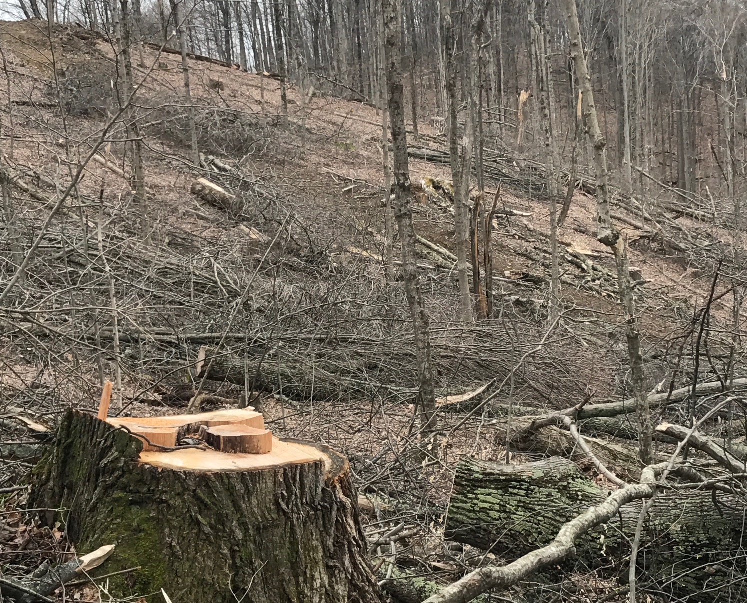 Logging aftermath at Miller Ridge.