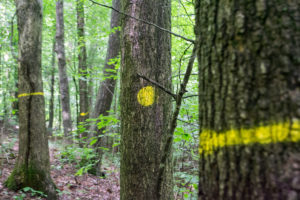 Trees marked with yellow spray paint for harvesting.