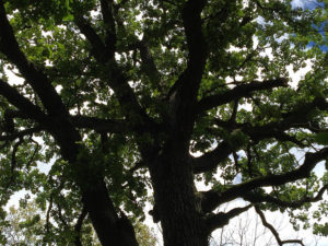 Large branches of a burr oak.