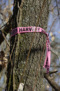Tree with a pink ribbon tied around the trunk signaling a tree that will be harvested.