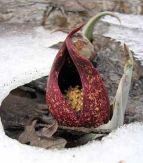 Skunk Cabbage in Mounds Fen Nature Preserve, 2011, photo by Kevin Tungesvick