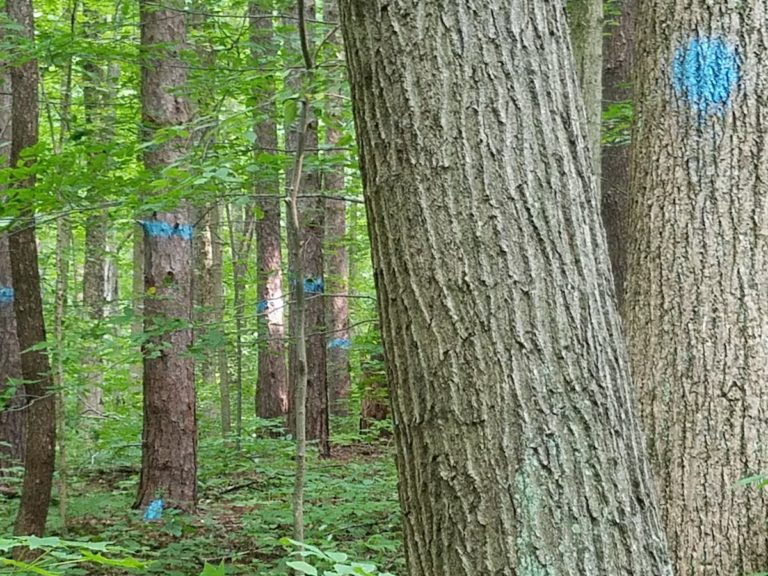Trees marked for logging in Salamonie River State Forest.