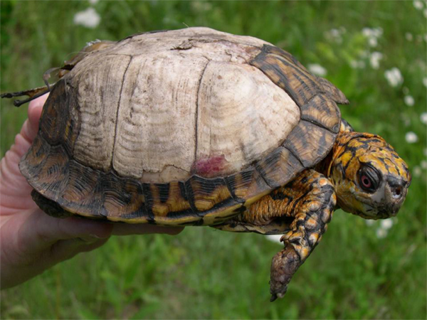 Injured Eastern box turtle, burned because of forest management activities.
