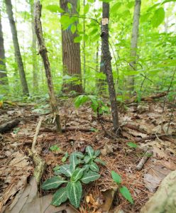 Rattlesnake Plantain Orchid lives in the shadows of proposed logging.