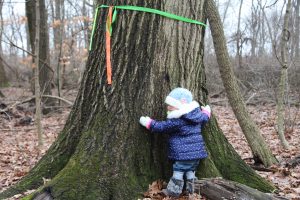 Little Child Hugging a Tree in Crown Hill Woods.