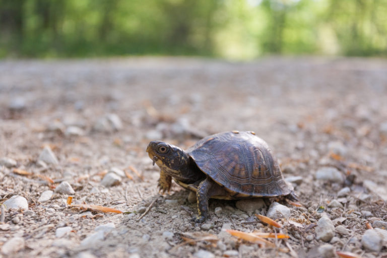Eastern Box Turtle on the road.