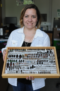 Dr. Glene Mynhardt displaying a collection of pinned insects.