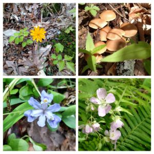 Wild flowers and fungi along the Knobstone Trail. Photo by Todd Stewart.