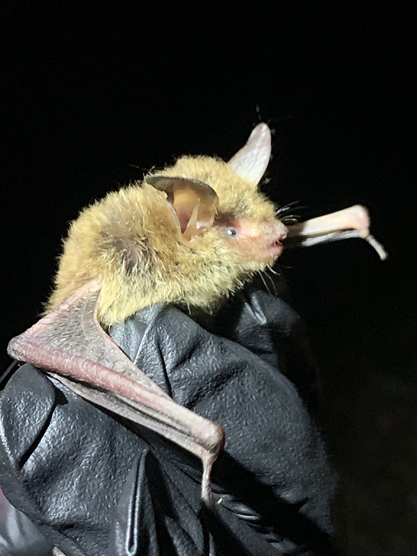 Female Northern Long-Eared Bat