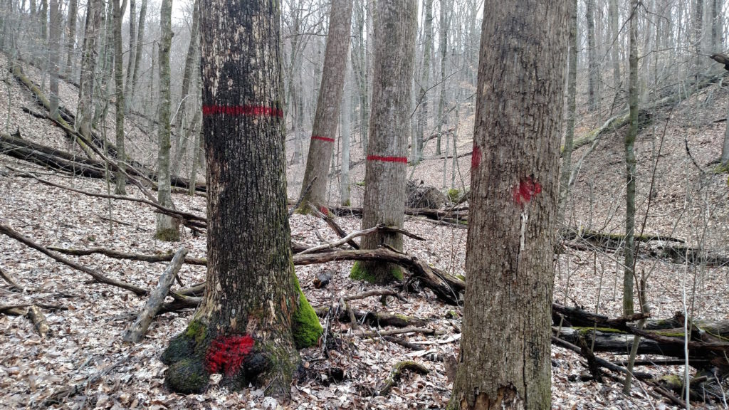 Trees with red spray paint logging tags.