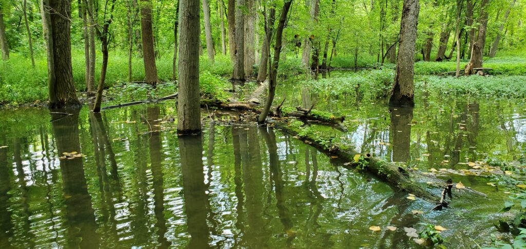 Indiana forest wetlands