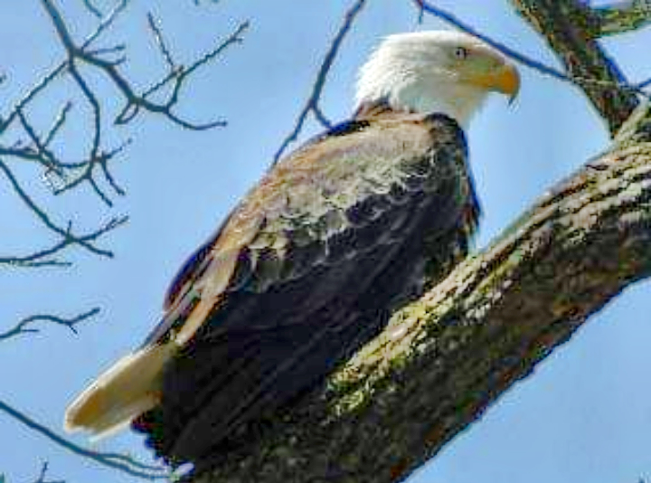 bald eagle in Indiana