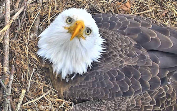 Indiana bald eagle