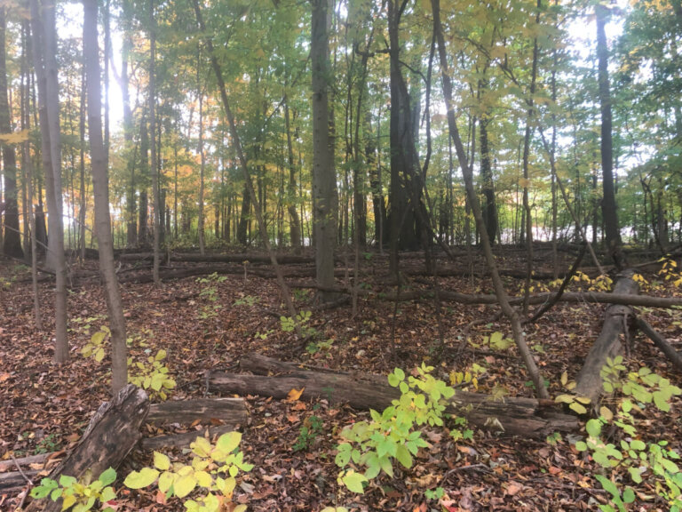 Indy east side - Flatwoods - Forests for Indy