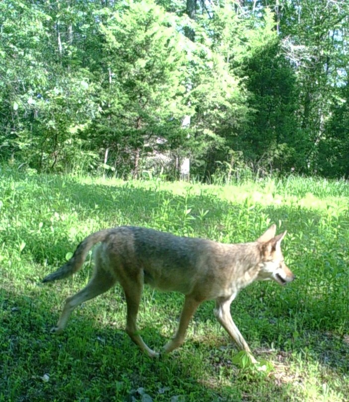 Coyote