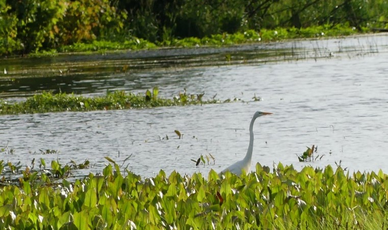 Egret