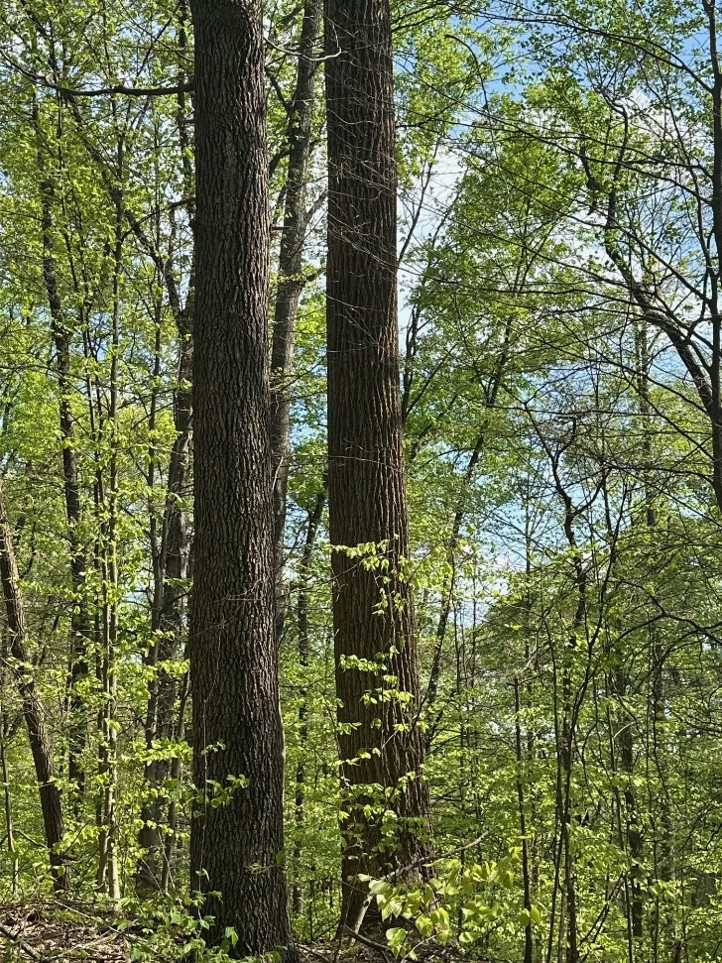 Mtn Tea State Forest