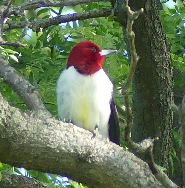 Red Headed Woodpecker