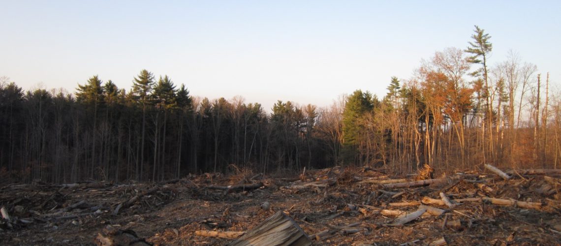 Logged Remains of a Forest.