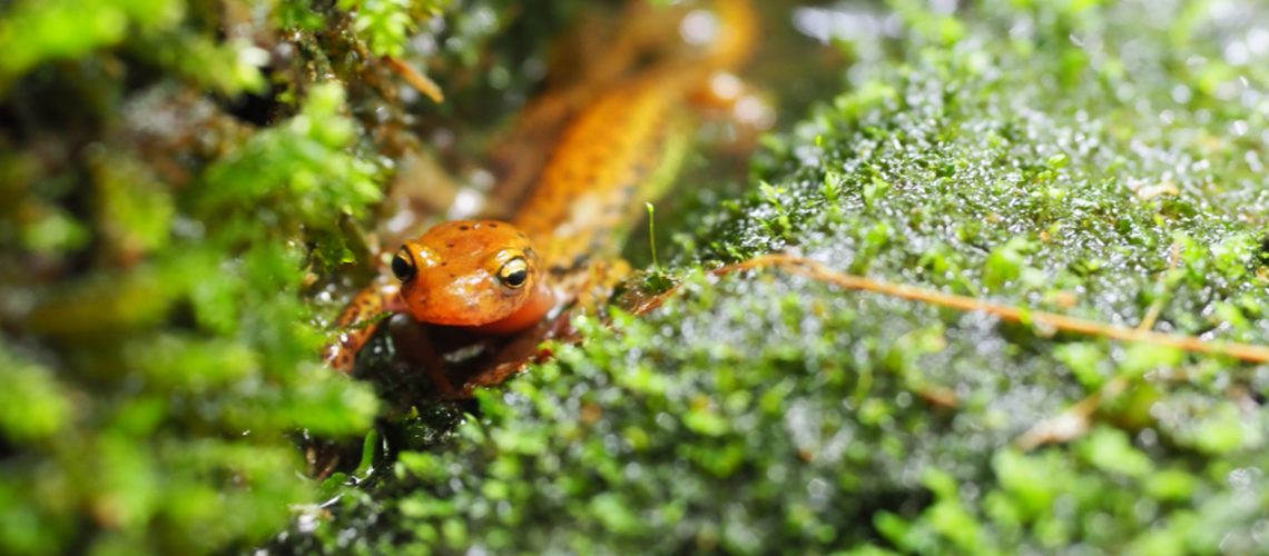 Salamander found during 2019 Ecoblitz.
