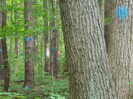 Trees marked for logging in Salamonie River State Forest.