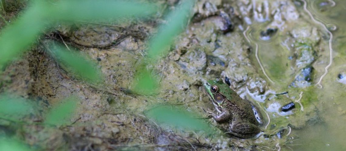 frog wetlands