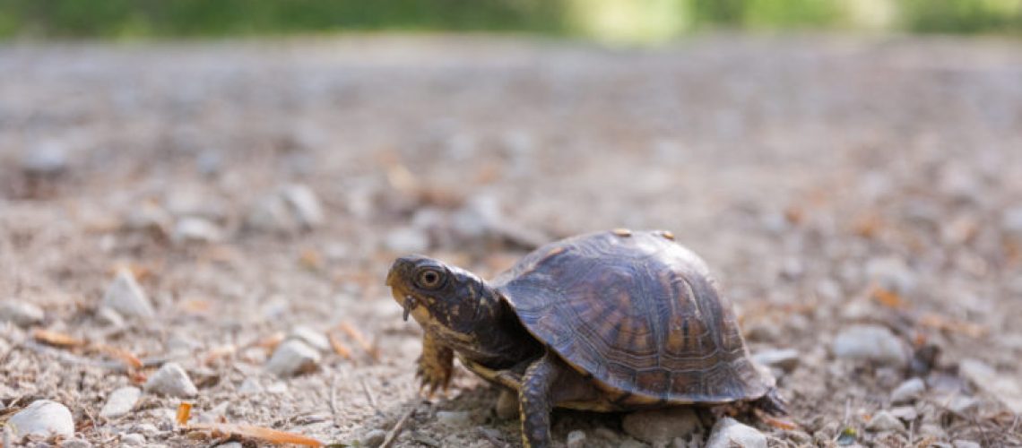 Eastern Box Turtle on the road.